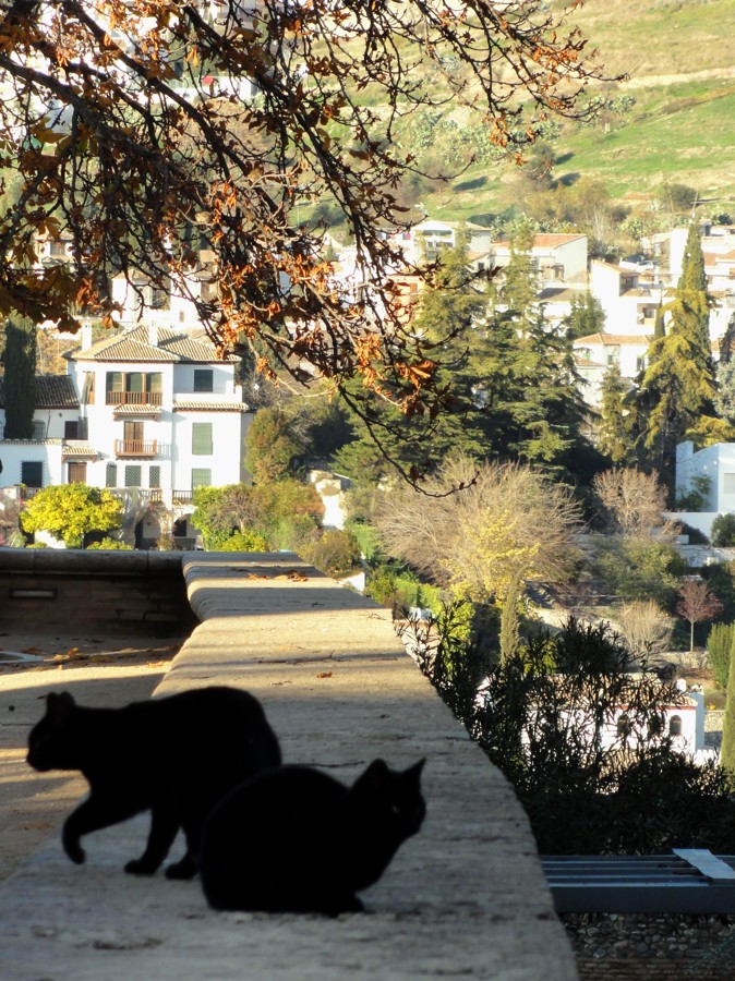Kočky bydlící v okolí Alhambry s výhledem na Albaicín