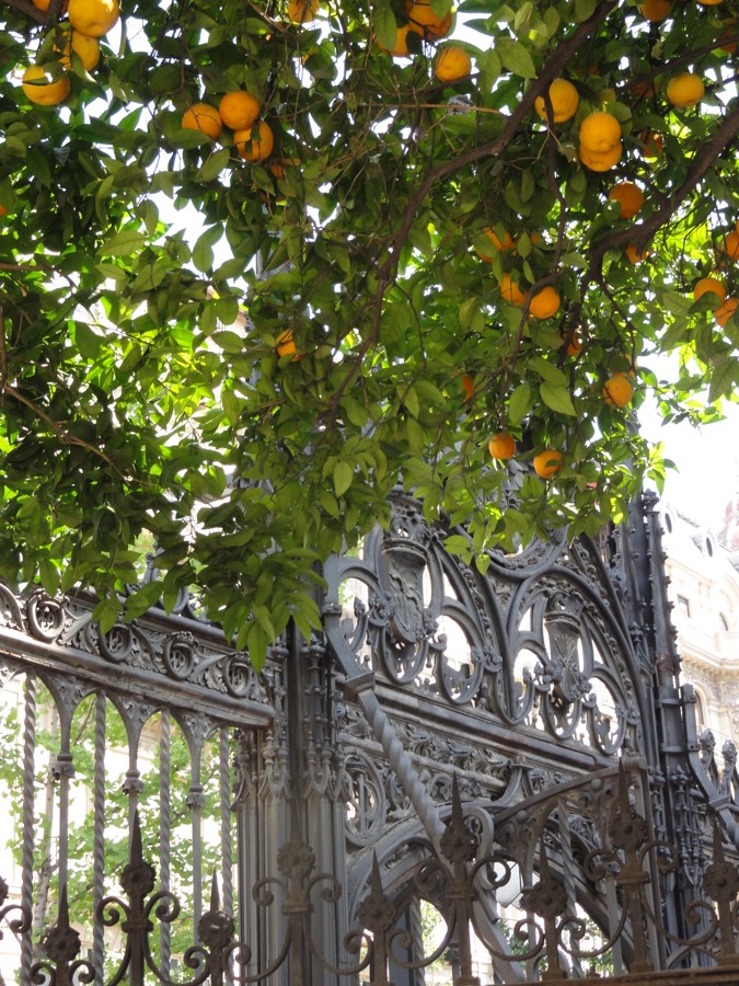 Stromy obsypané zralými pomeranči v Granadě